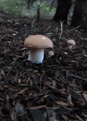Rhodocybe piperita