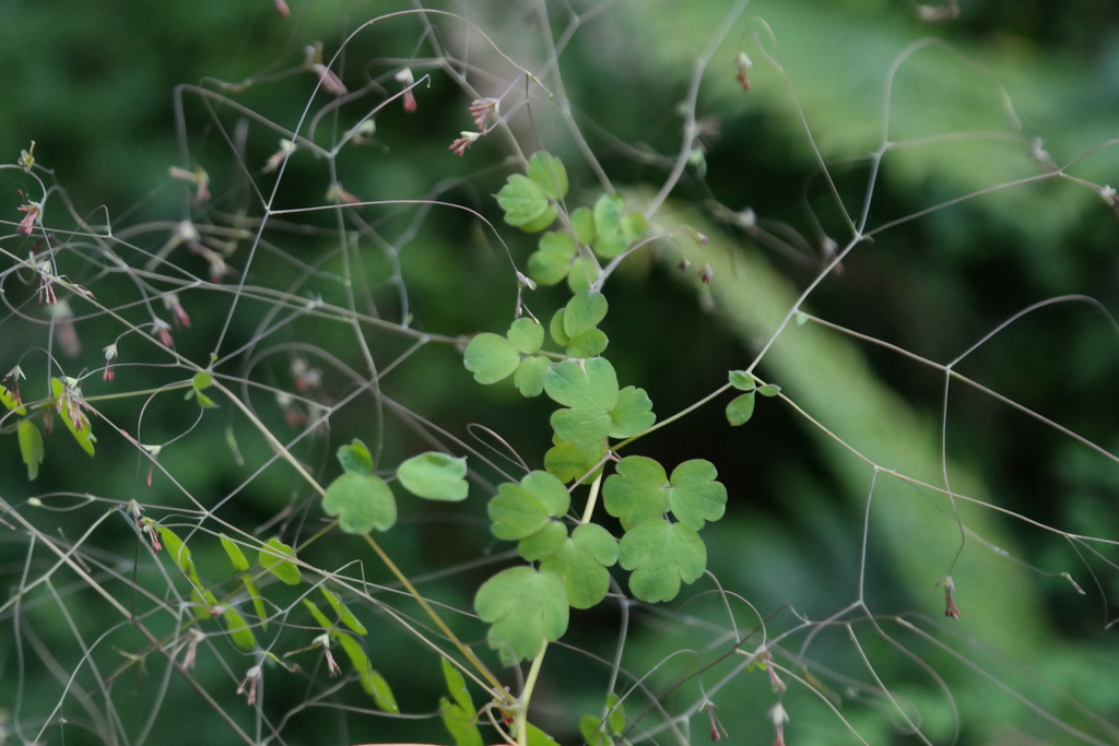 False Maidenhair