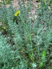 Tragopogon dubius