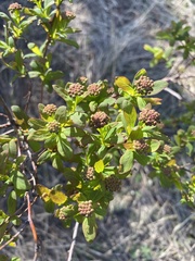 Spiraea media