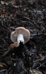 Rhodocybe piperita