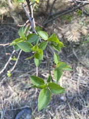Malus baccata