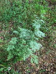 Artemisia absinthium