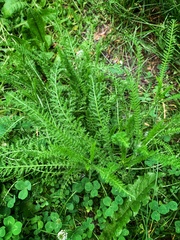 Achillea millefolium