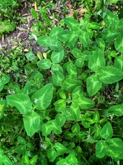 Trifolium pratense