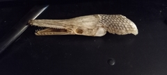 Lepisosteus