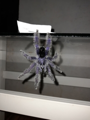 Avicularia purpurea