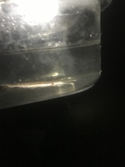 Lepisosteus platostomus