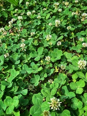 Trifolium repens