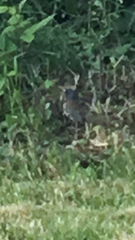 Junco