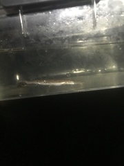 Lepisosteus platostomus