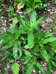 Cirsium arvense
