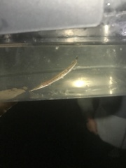 Lepisosteus platostomus