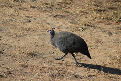 Numida meleagris mitratus