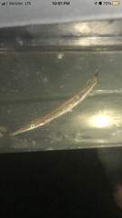 Lepisosteus platostomus