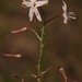 Trachyandra asperata - Photo (c) Nick Helme, some rights reserved (CC BY-SA), uploaded by Nick Helme