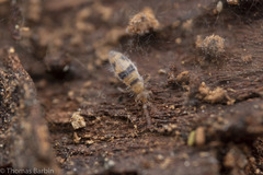 Entomobrya triangularis