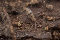 Entomobrya triangularis