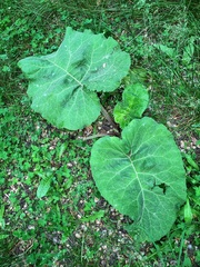 Arctium