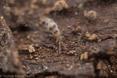Entomobrya triangularis