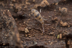 Entomobrya triangularis