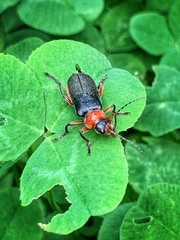 Cantharis rustica
