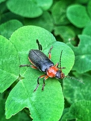 Cantharis rustica
