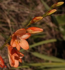 Tritonia disticha