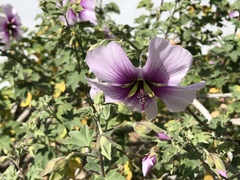 Malva subovata bicolor