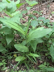 Platanthera peramoena
