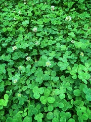 Trifolium repens