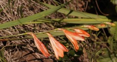 Tritonia disticha
