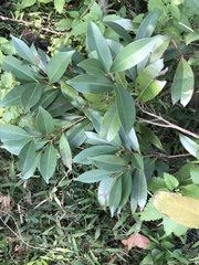 Syzygium levinei