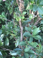Syzygium levinei