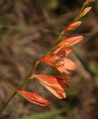 Tritonia disticha