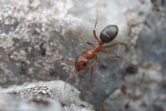 Formica puberula