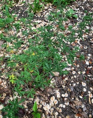 Potentilla argentea