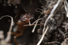 Formica puberula