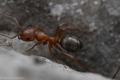 Formica puberula