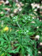 Potentilla argentea