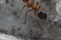 Formica puberula
