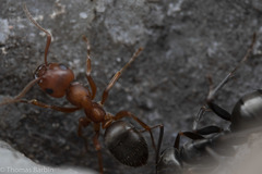 Formica puberula