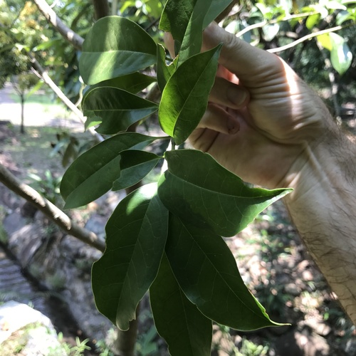 Magnolia maudiae iNat (3)