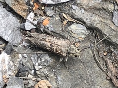 Anthophylax attenuatus