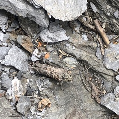 Anthophylax attenuatus