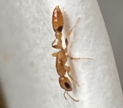 Pseudomyrmex