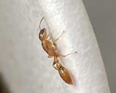 Pseudomyrmex