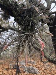 Tillandsia caballosensis