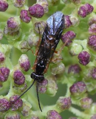 Strongylogaster impressata