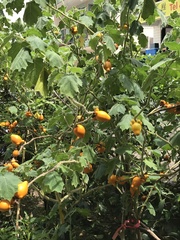Solanum mammosum